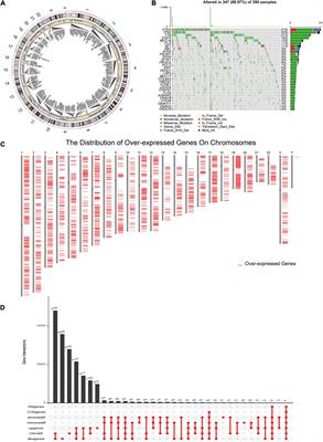 Identification of Tumor Antigens and Immune Landscape in Glioblastoma for mRNA Vaccine Development